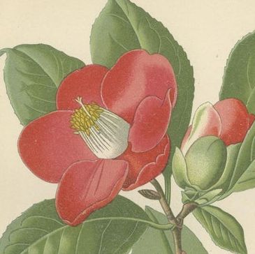 Botanical Elegance: A Triptych of 19th-Century Floral Art, 1896, close-up 4
