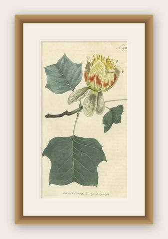 Antique Botany Print of Liriodendron Tulipifera or Common Tulip Tree, shown framed