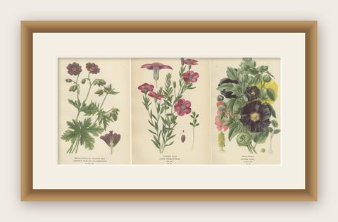 Victorian Botanical Splendor: A Collection from Step's Horticultural Compendium, shown framed