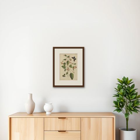 Exotic Wildflower with Butterflies, Rare Botanical Engraving by Meerburgh, 1775, shown framed on a wall, true to size