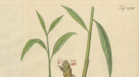 Antique Ginger Botanical Print, Zingiber Officinale, c.1831, close-up 1
