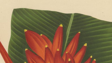 Antique Red Heliconia Botanical Chromolithograph by Hoola van Nooten, c. 1880, close-up 5