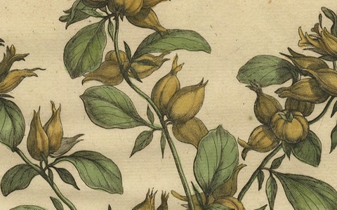 Botanical Illustration of Spanish Kidney Vetch, from Munting’s 1696 Herbal, close-up 1