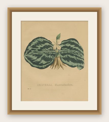 Antique Botanical Print of a Gesneria species, shown framed