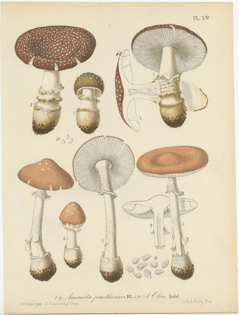 Set of 8 Antique Mycology Prints of Various Fungi by Barla, circa 1890, view 7