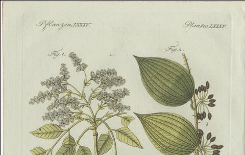 Original Antique Botanical Print of Licorice and Carob by Bertuch, 1805, close-up 3