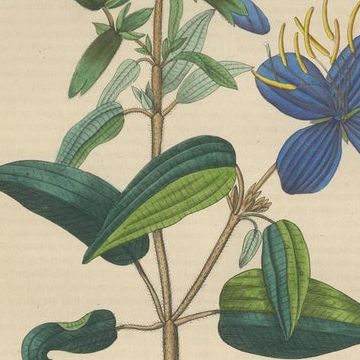 Flora's Chromatic Splendor: Hand-Colored Engravings of 1845, close-up 1