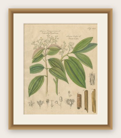 Antique Cinnamon Botanical Print, Laurus Cinnamomum & cassia, c.1831, shown framed