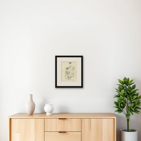 Antique English Botanical Print, Callous-Fruited Water-Dropwort c.1902, shown framed on a wall, true to size