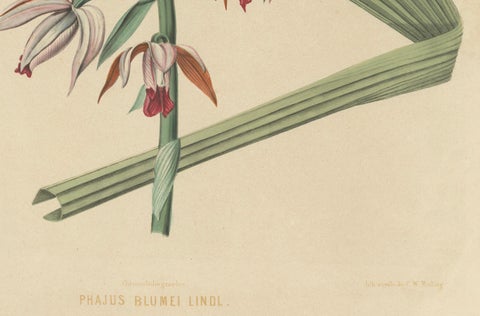 Large Masterpiece of Botanical Illustration from the Dutch East Indies, 1854, close-up 4