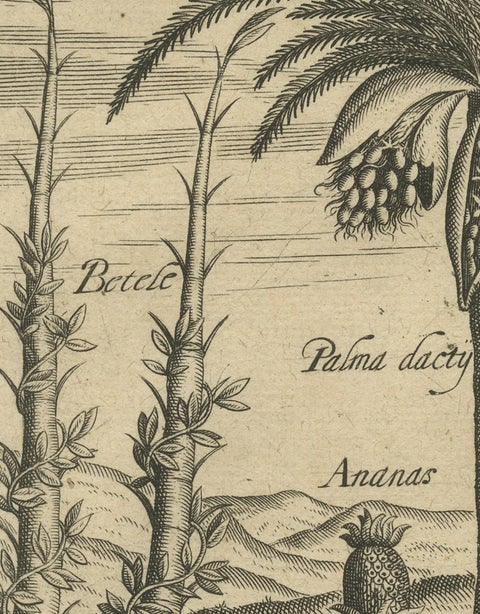 Cornucopia of India: Pineapples, Betel, Date Palms, Soursop, and Mangoes, 1601, close-up 5