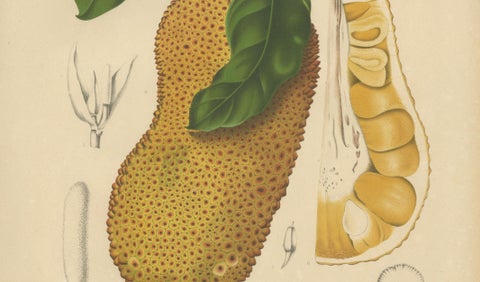 Original Antique Jackfruit Botanical Chromolithograph by Hoola van Nooten, 1880, close-up 3