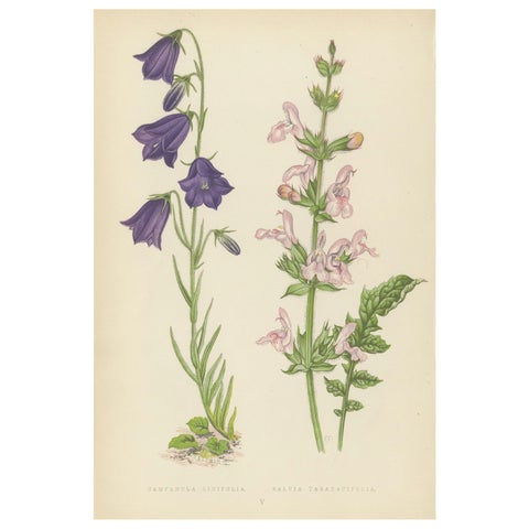 Blue Bellflower and Moroccan Sage, Hand-Coloured Botanical Print, 1874