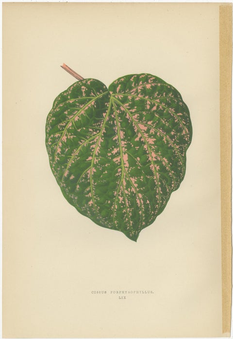 Set of 6 Botany Prints, Alocasia Metallica, Echites Nutans (1891), view 6
