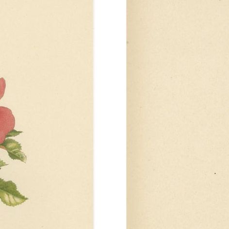 Antique Chromolithographs of Roses (Set of 2), 1914, close-up 1