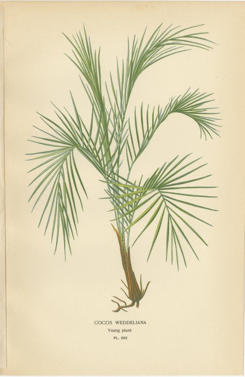 Antique Botanical Prints of Bourbon Palm, Cocos Weddeliana & Screw-Pine, c.1897, view 3