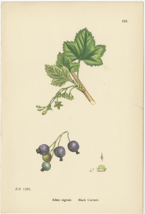 Hand-Colored Botanical Engravings of Red and Black Currant Varieties, 1902, view 4