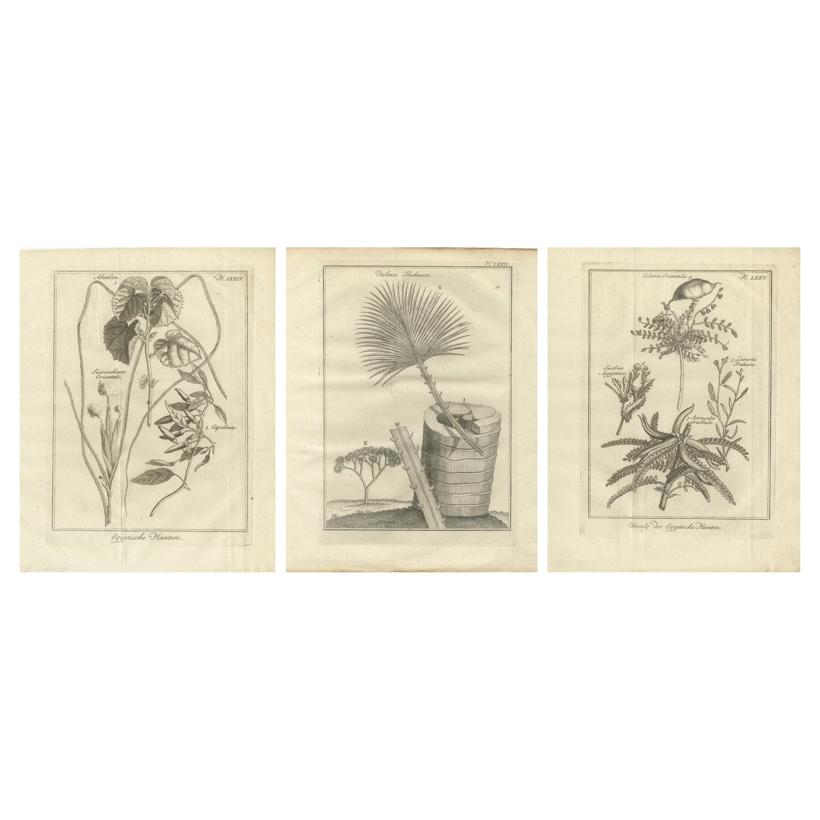 Egyptian Plants, Botanical Studies of Flora from Egypt, c.1776