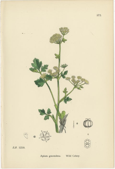 Hand-Colored Botanical Engravings of Wild Celery & Water-Parsnip Varieties, 1902, view 2