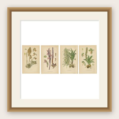 Original Botanical Treasures: The Orchids of Müller's 1904 Collection, shown framed