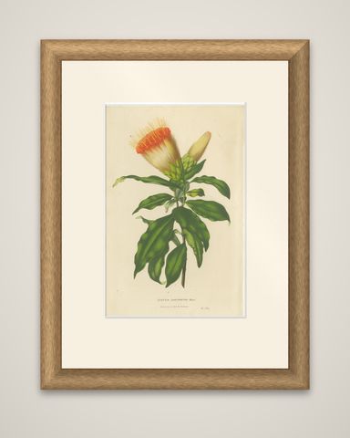 Golden Fleece: Old Vibrant Botanical Illustration from Van Houtte's Collection, shown framed