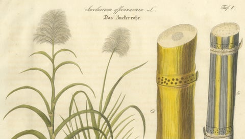 Antique Sugarcane Botanical Print, Saccharum officinarum, Hand Colored, c.1831, close-up 2