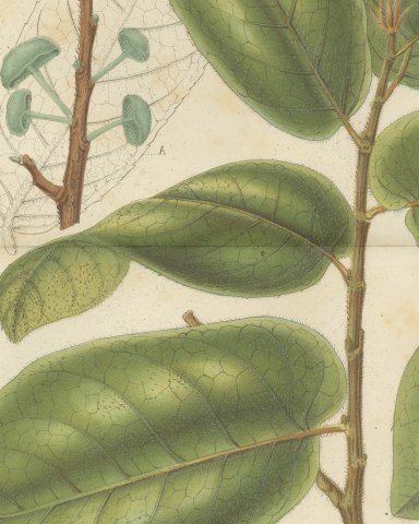 Antiaris Toxicaria, the Upas Tree, Branch with Details, 1859, close-up 1