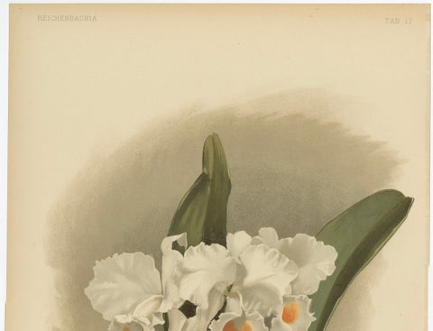 Large Antique Botanical Print, White Orchid Cattleya Schroederæ Alba, c.1888, close-up 4