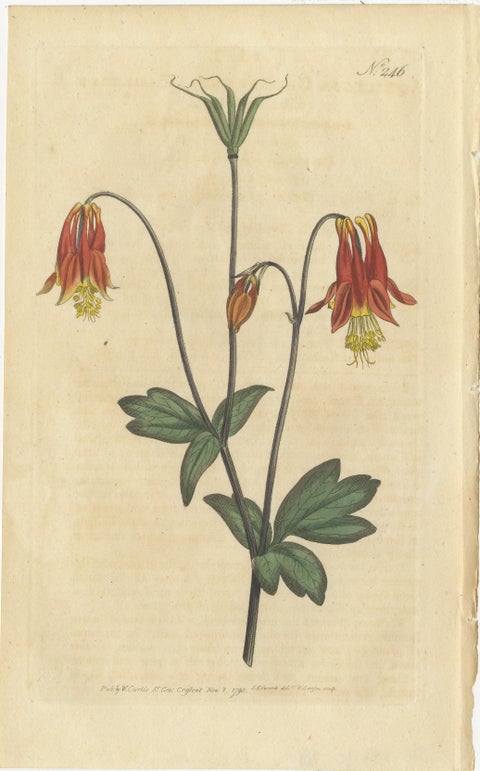 Set of 3 Antique Botany Prints, Flowered Heath, Daisy, Canadian Columbine, view 2