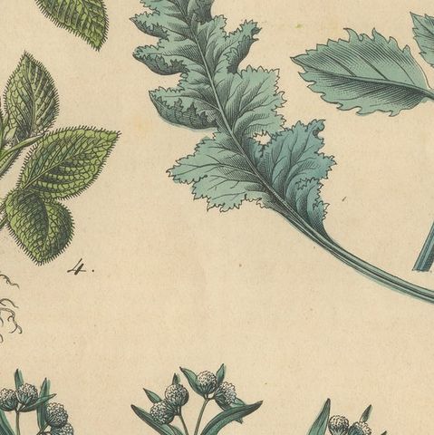 Antique Wildflower Botanical Print, Borage and Field Plants, Germany 1852, close-up 6
