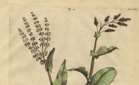 Botanical Illustration of Large Spanish Sorrel (Acetosa Hispanica Maxima), 1696, close-up 3
