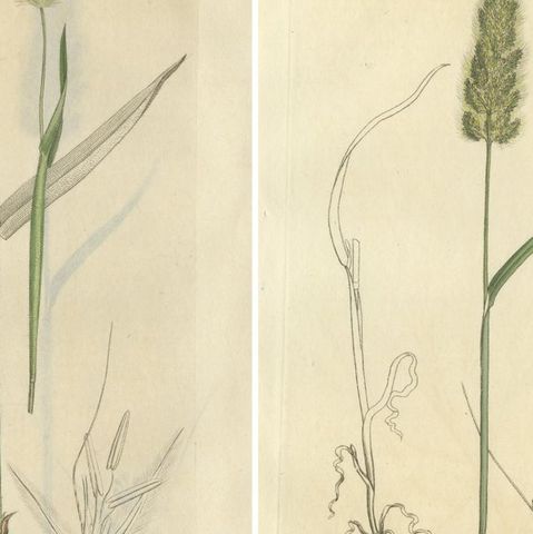 Antique Botanical Engravings of Meadow Foxtail, Polypogon & Agrostis, c.1830, close-up 1
