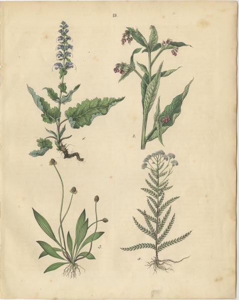 Antique Meadow and Fodder Plants Prints, Botanical Studies, 1852, view 4