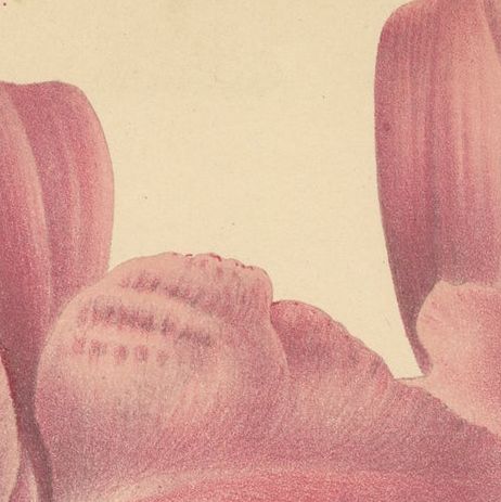 Beautiful Pink and Yellow Colored Print of a Gaskell's Orchid, ca.1880, close-up 1