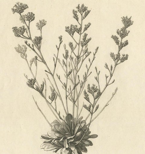 Antique Botany Print of a Limonium Flowering Plant, circa 1680, view 3