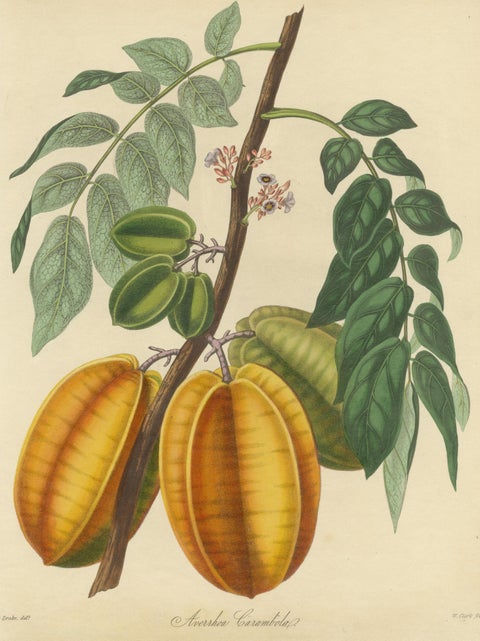 Original Antique Print of a Fruit named the Averrhoa Carambola, view 3