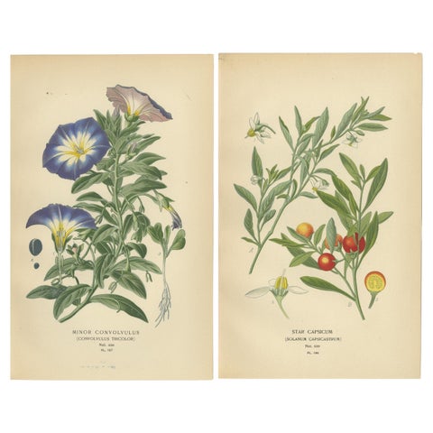 1897 Botanical Prints, Dwarf Morning Glory and Star Capsicum (Jerusalem Cherry)