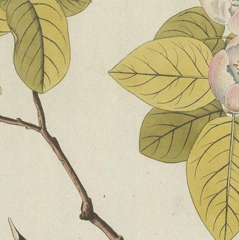 Antique Botany Print of a Quince Tree by Plenck, 'circa 1790', close-up 2