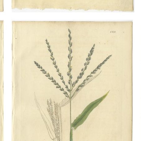 Set of 9 Antique Botanical Engravings of Grasses & Wildflowers, c.1830, close-up 1