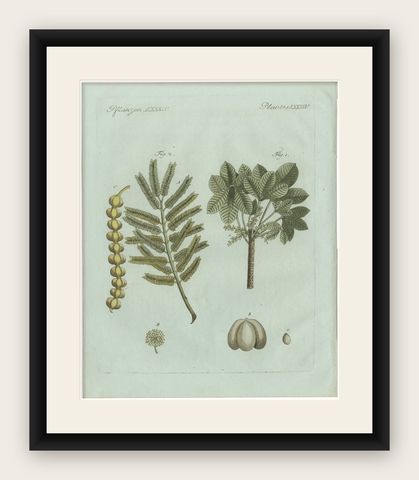 Original Antique Botanical Print of Manna Ash and Sarsaparilla by Bertuch, 1805, shown framed