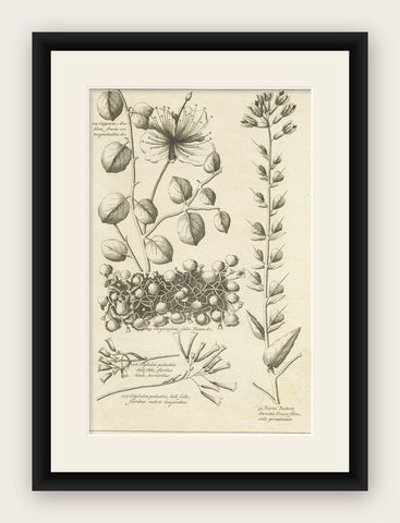 Antique Engraving of the Caper Bush and Other Plants, 1773, shown framed
