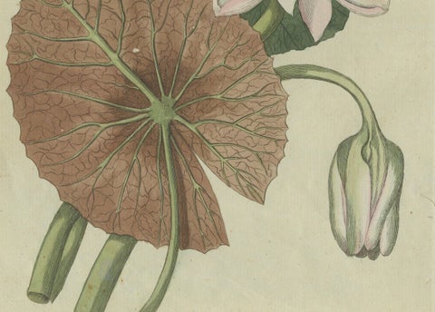 Elegant Water Lily Illustration: Handcolored Engraving from Bertuch, 1805, close-up 1