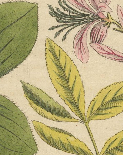 Antique Botanical Engraving, Yellow Flower & Pink Bladder Senna, Pflanzen CXXXV, view 9