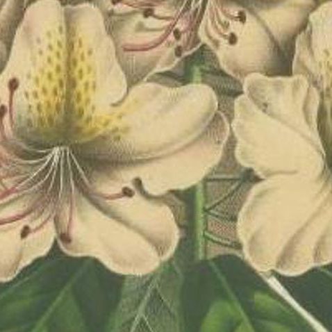 Decorative Original Antique Flower Print of the Rhododendron Carneum, c.1880, close-up 1