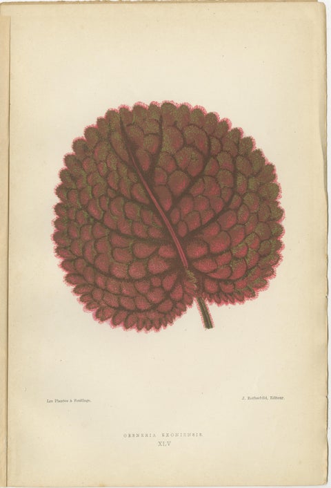 Verdant Elegance: Botanical Artistry from 1880 Paris, view 2