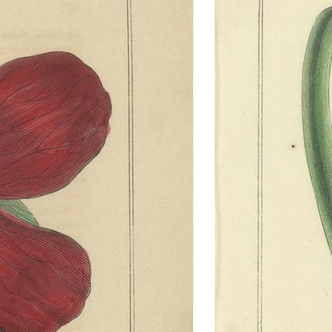 1871 Botanical Prints of Paeonia and Butomus from Tunbridge Wells Flora, close-up 1