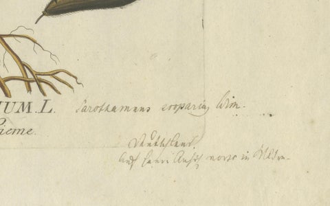 Scotch Broom Botanical Engraving, Icones Plantarum Medicinalium, 1788, close-up 1