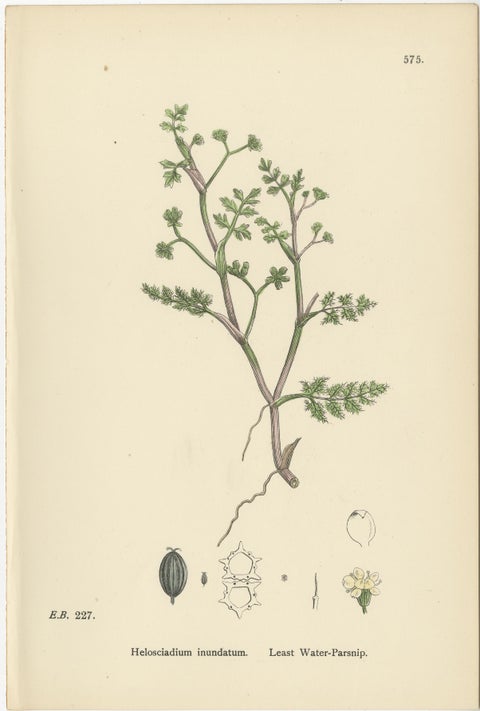 Hand-Colored Botanical Engravings of Water-Parsnip and Parsley Varieties, 1902, view 2