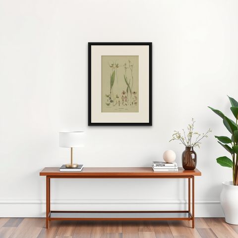 Antique Botany Print of the Butterfly Orchid & Crab-Lipped Spider Orchid, 1884, shown framed on a wall, true to size