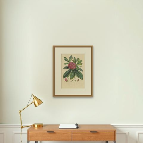 Antique Botany Print of the Rhododendron Barbatum by Van Houtte, 1849, shown framed on a wall, true to size